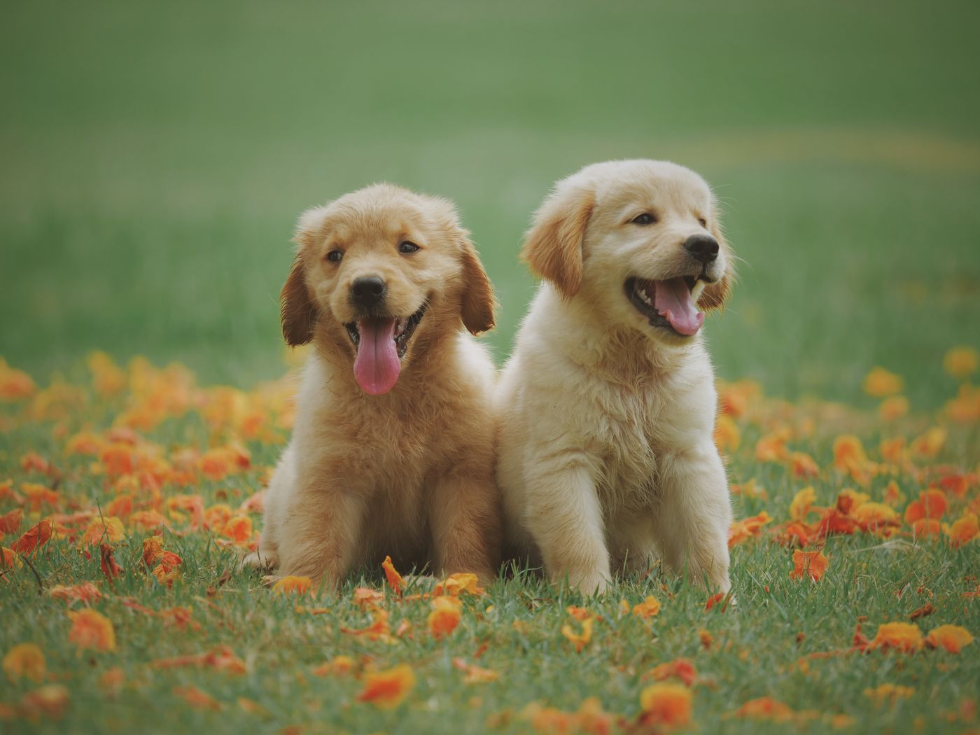 Dogs outdoors